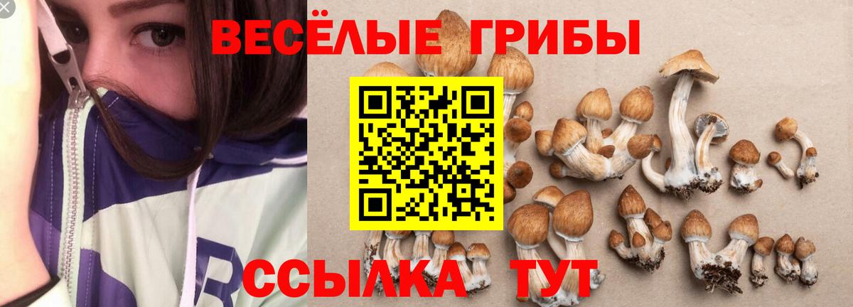 Псилоцибиновые грибы Psilocybine cubensis  Вход с VPN  Псилоцибиновые грибы MAGIC MUSHROOMS  Новозыбков 